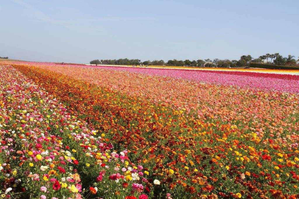 flower fields