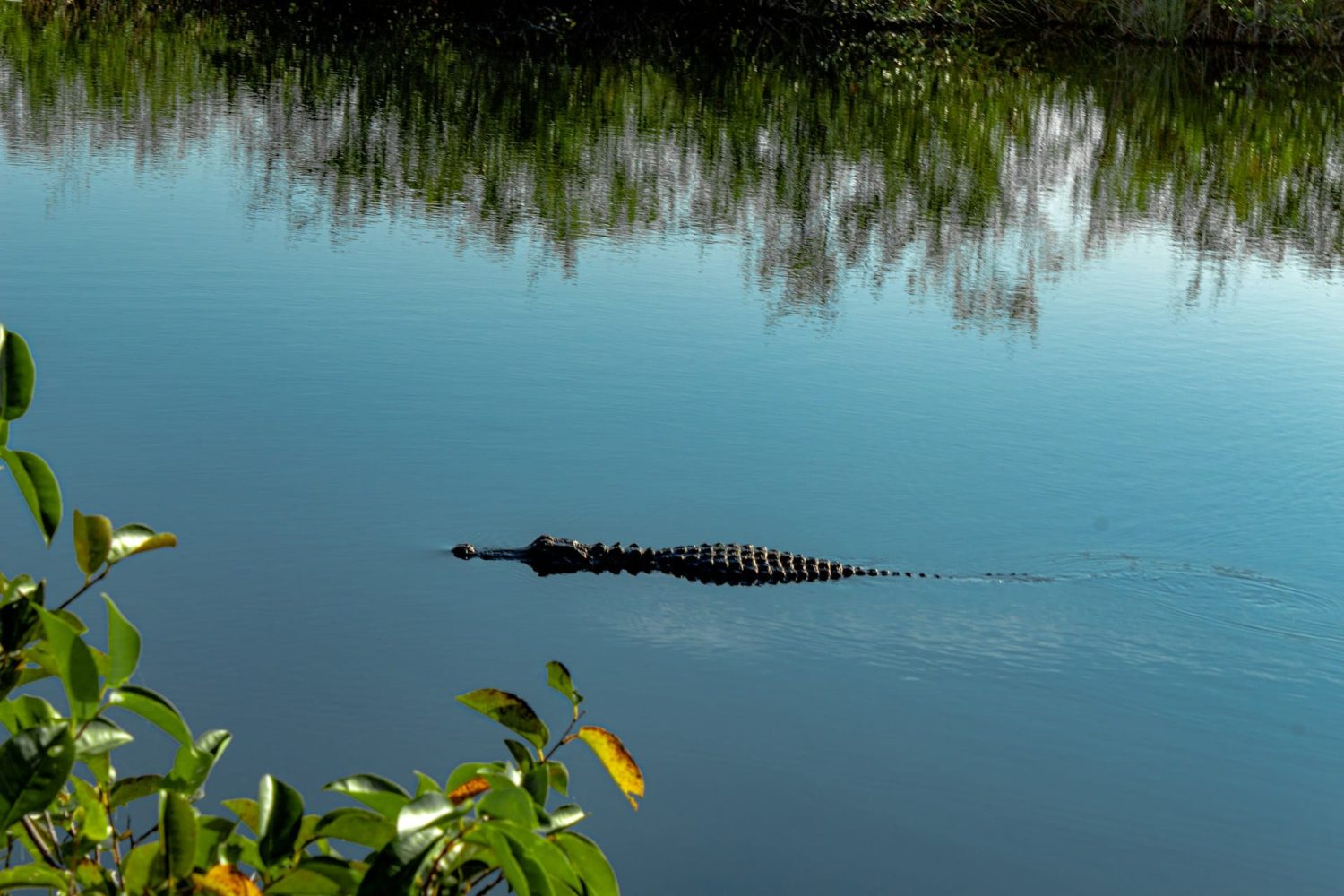 Alligator swimming through a marsh in the Everglades. Best things to do in Everglades National Park.