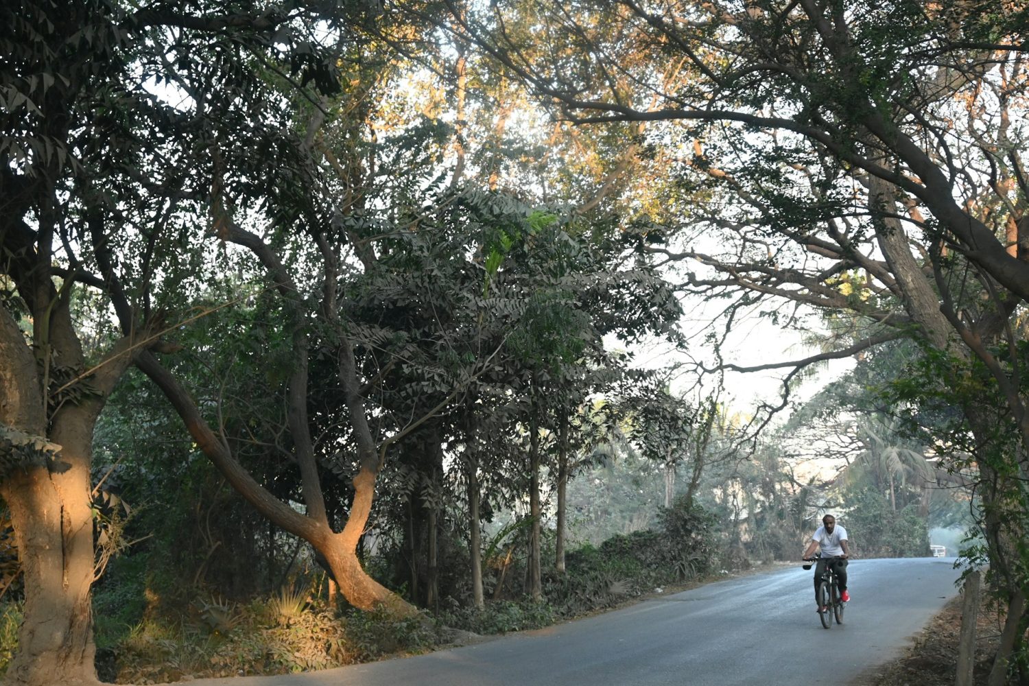 Biker on a paved path through the forest. Things to do in Everglades National Park.
