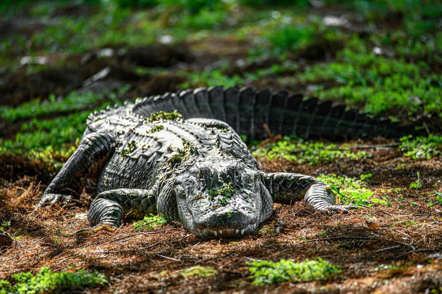 Large alligator lying on the ground. Things to do in Everglades National Park.