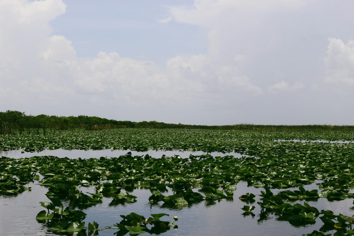 Picture of a marsh in the Everglades. Things to do in Everglades National Park.