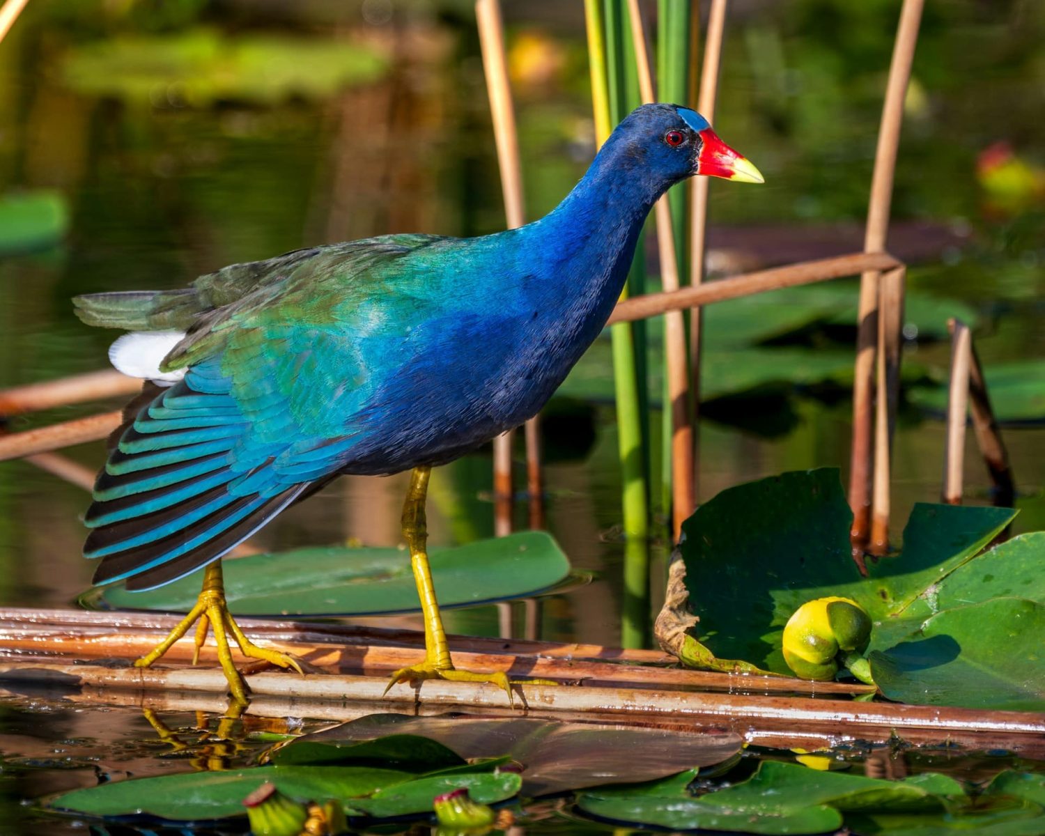 Beautiful blue bird in Florida marshes. Best things to do in Everglades National Park.