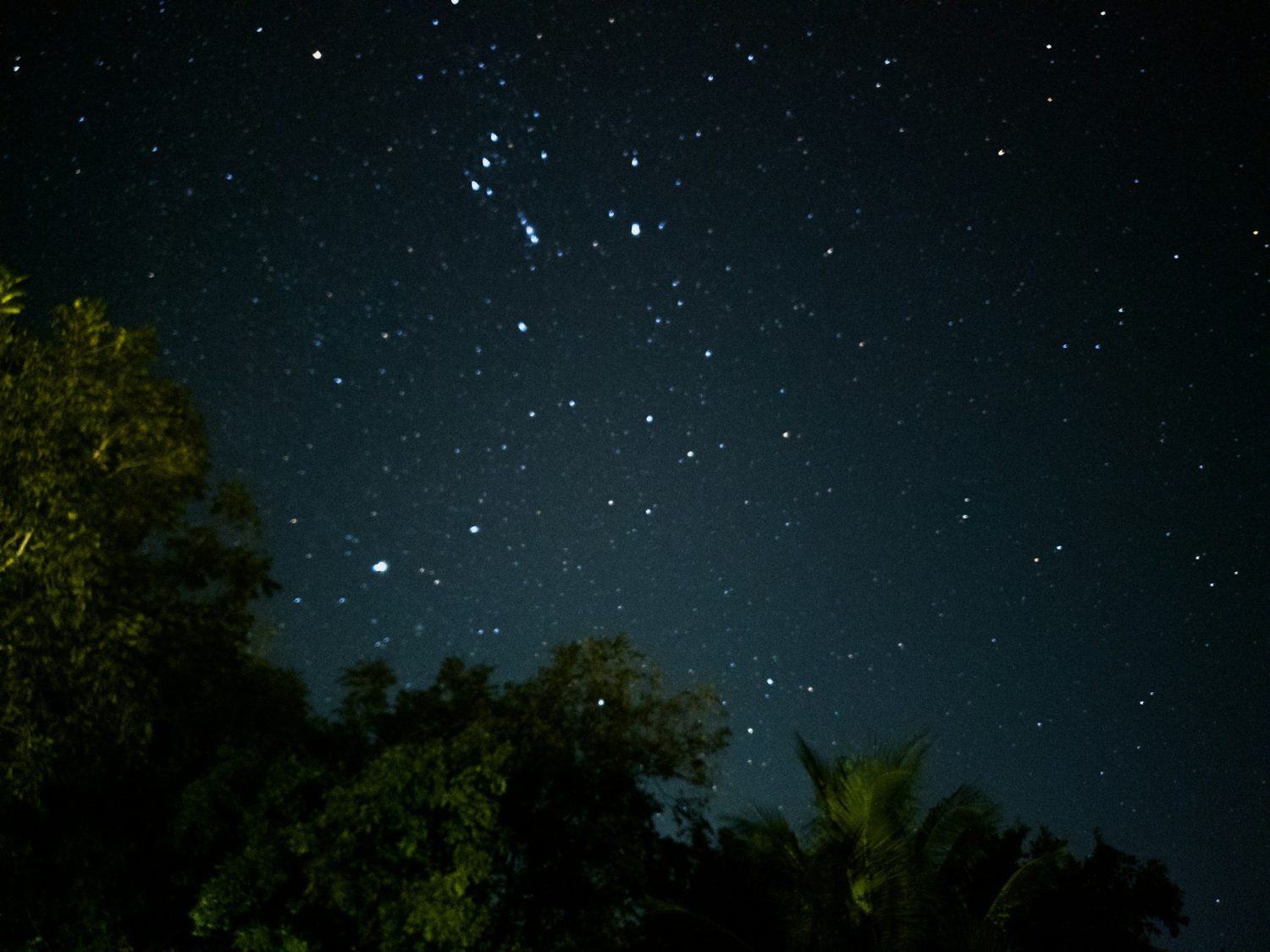 View of starts and the night sky over trees in the Everglades. Things to do in Everglades National Park.