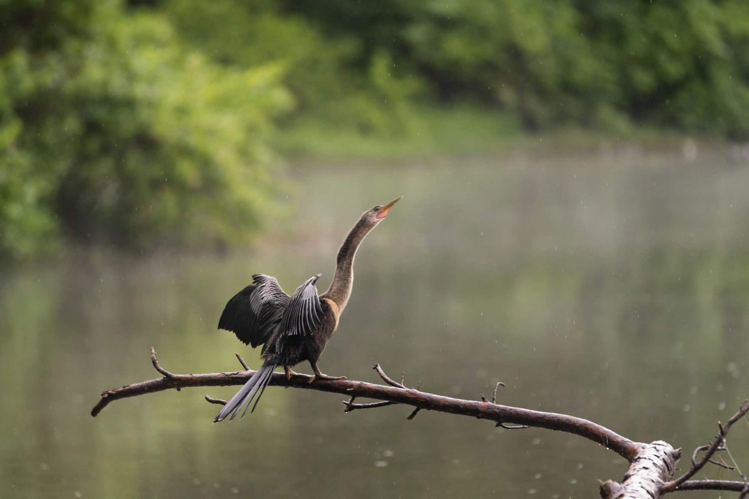 Anhinga bird sitting on a tree branch over Florida waterway. Best things to do in Everglades National Park.