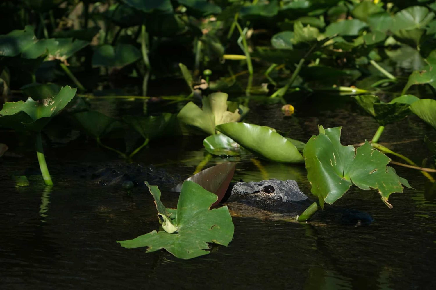 Gator hiding in vegetation in a Florida Marsh. Best things to do in Everglades National Park.