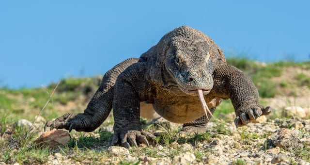 iguana