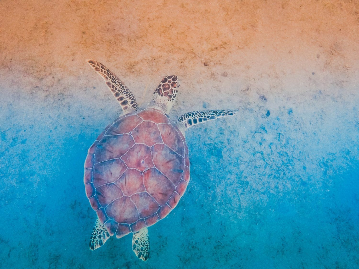 Sea turtle swimming by the beach. Best beaches in Antigua. 
