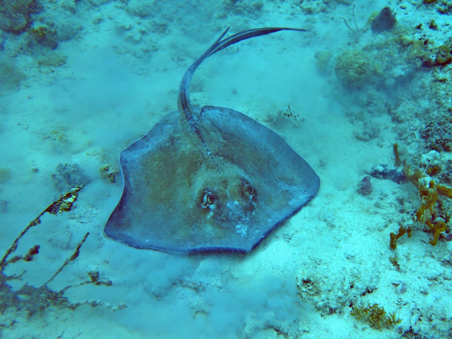 Stingray on the sea floor among coral. Best beaches in Antigua. 