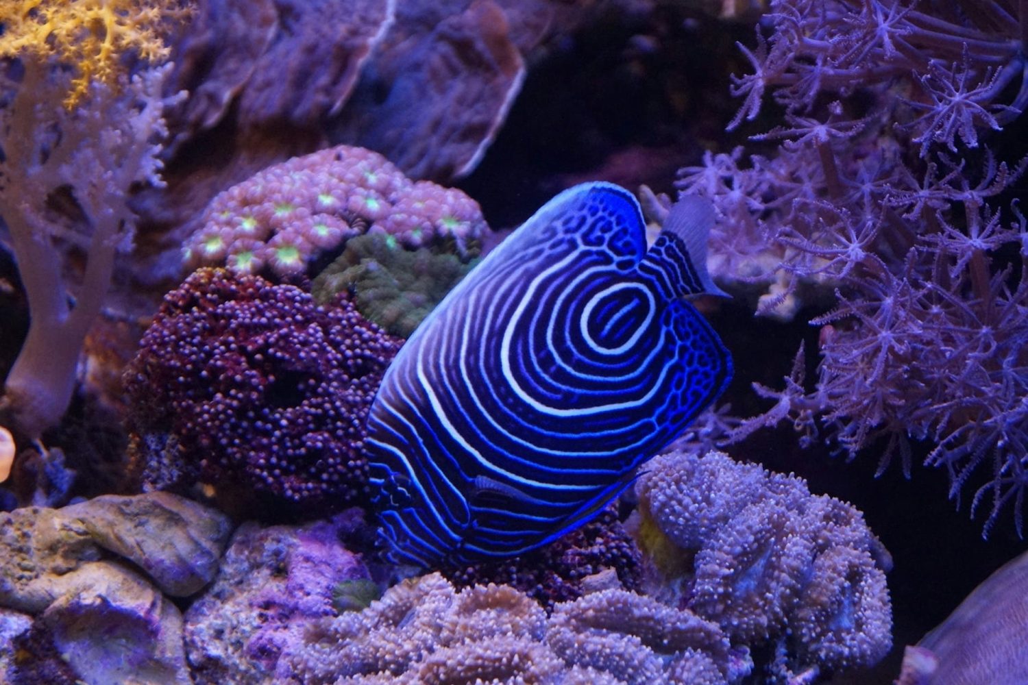 Blue fish swimming in a coral reef. Best beaches in Antigua. 
