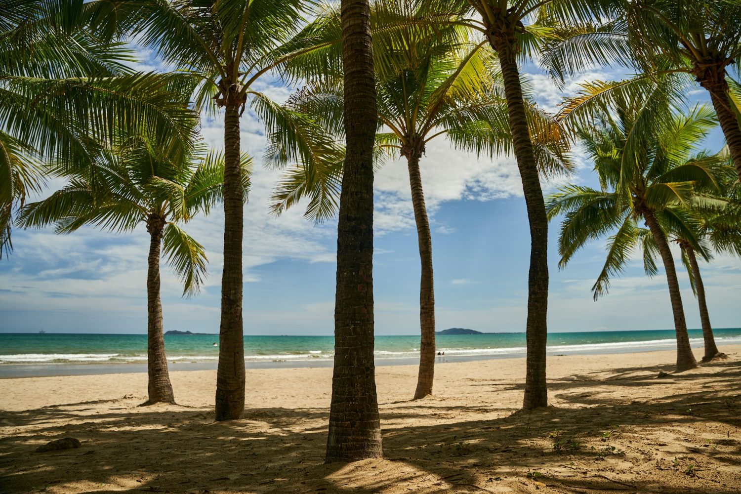 Palm trees on the beach with ocean in the background. Best beaches in Antigua.
