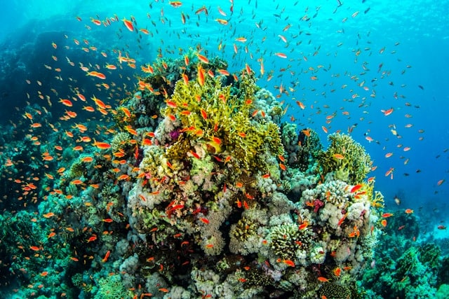 colorful fish swimming in reef