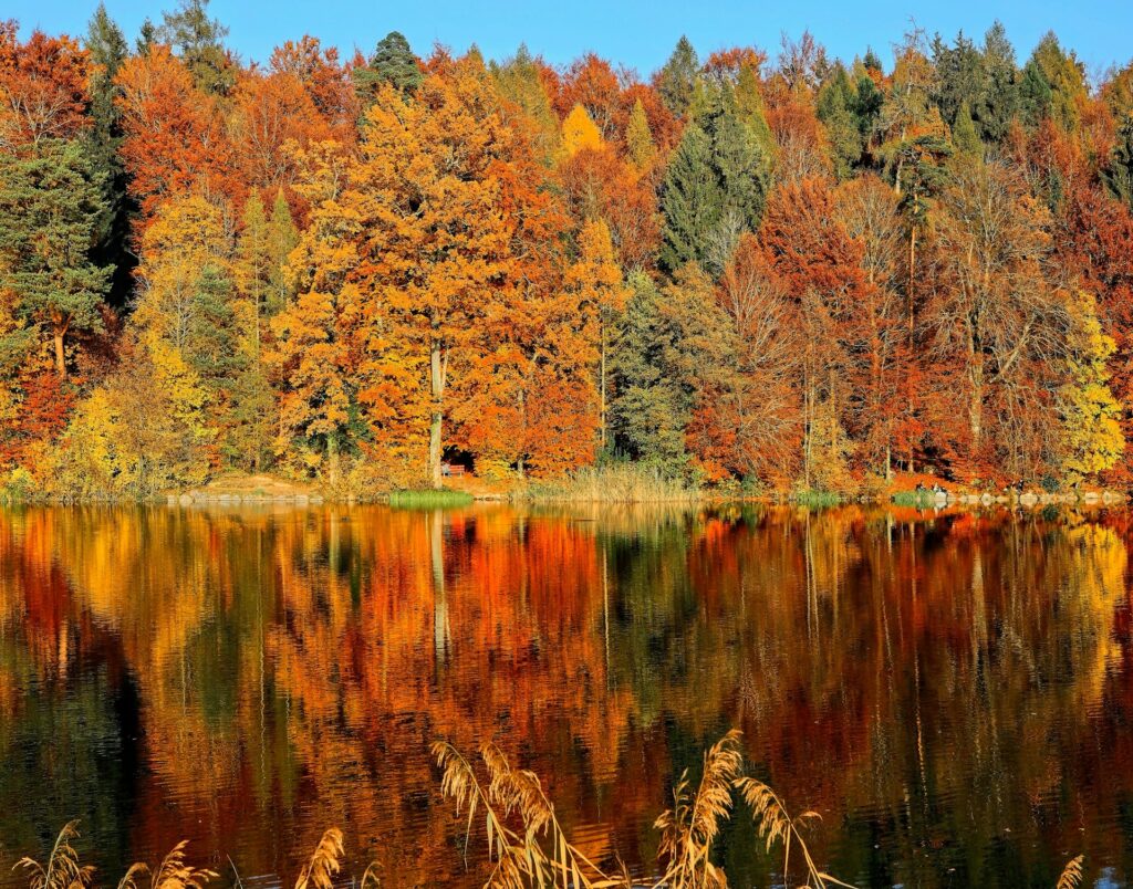 trees in fall colors by lake