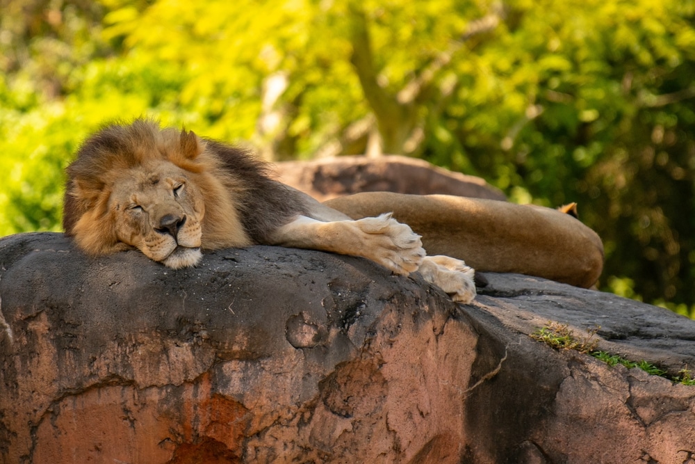 lion napping in Animal Kingdom