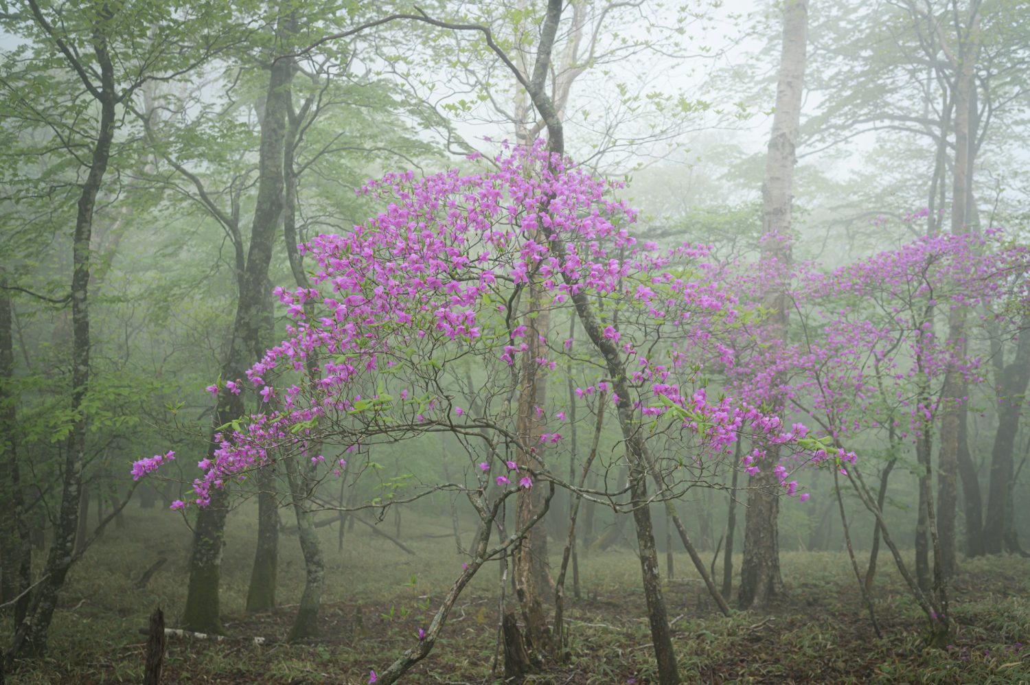 Rhododendrons along a wooded area, with fog around it. Things to do in Pigeon Forge with kids.