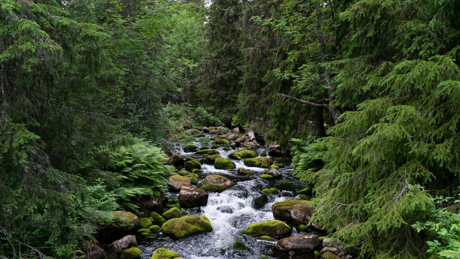 Small river flowing over mossy rocks, surrounded by evergreen trees. Things to do in Pigeon Forge with Kids.