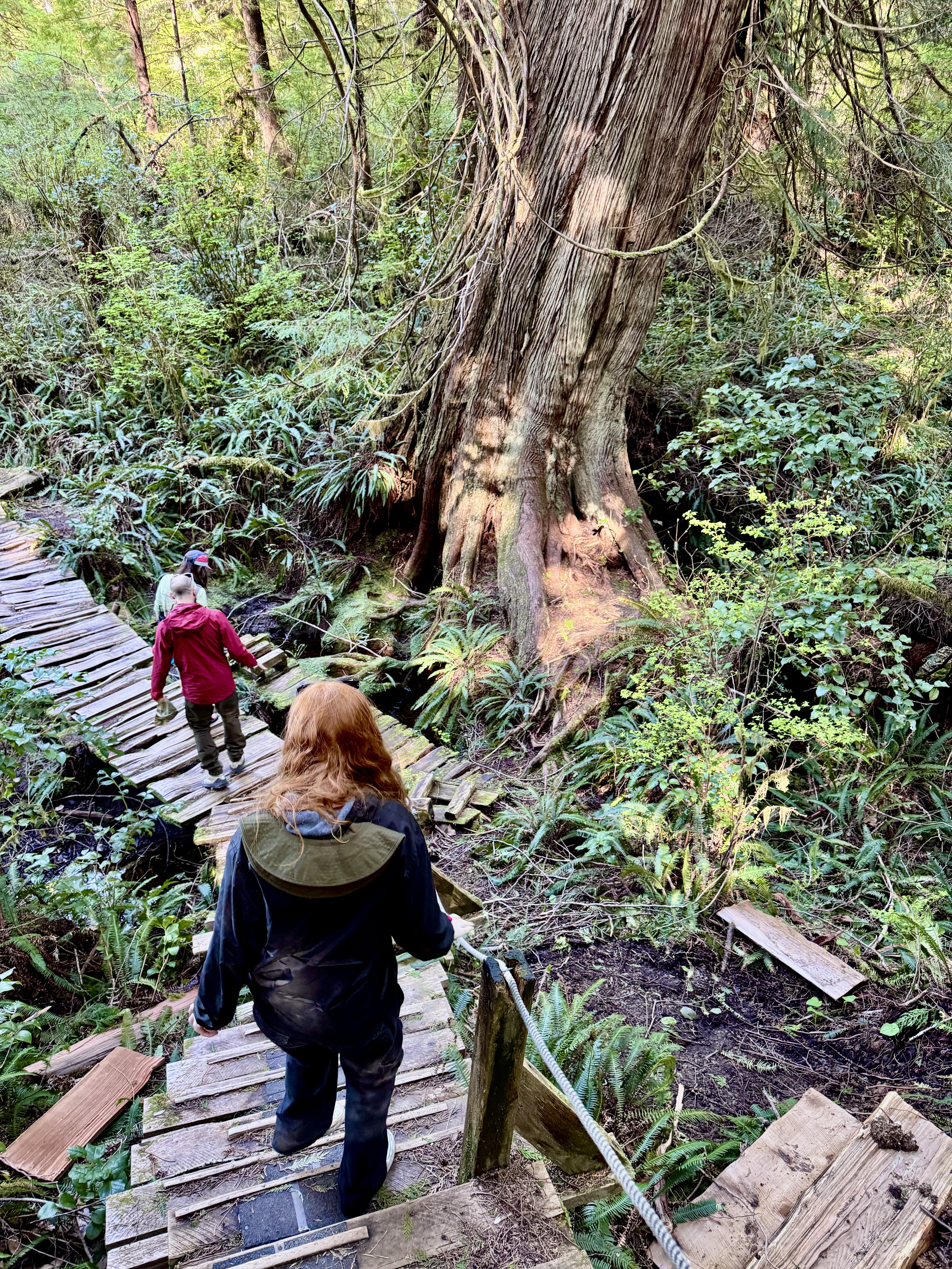 Rainforest on island across from Tofino sea kayaking