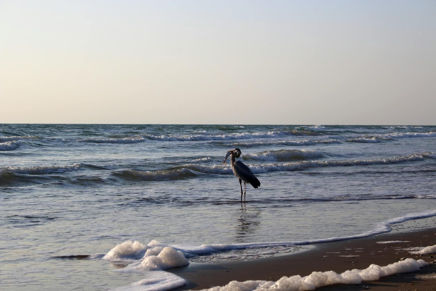 Bird eating a fish on South Padre Island beach. Cheap beach trips.