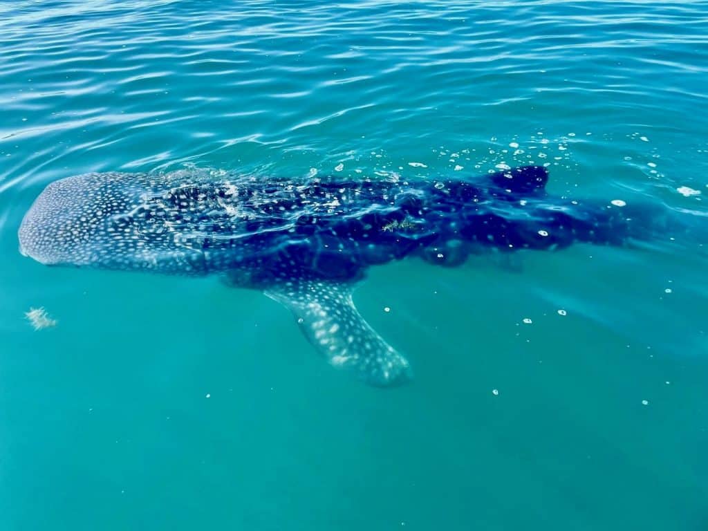 whale shark