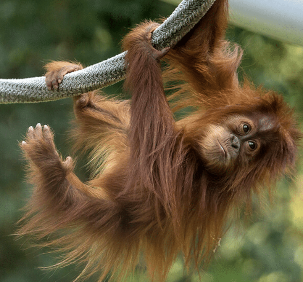 Visiting the San Diego Zoo and The San Diego Wild Animal Park