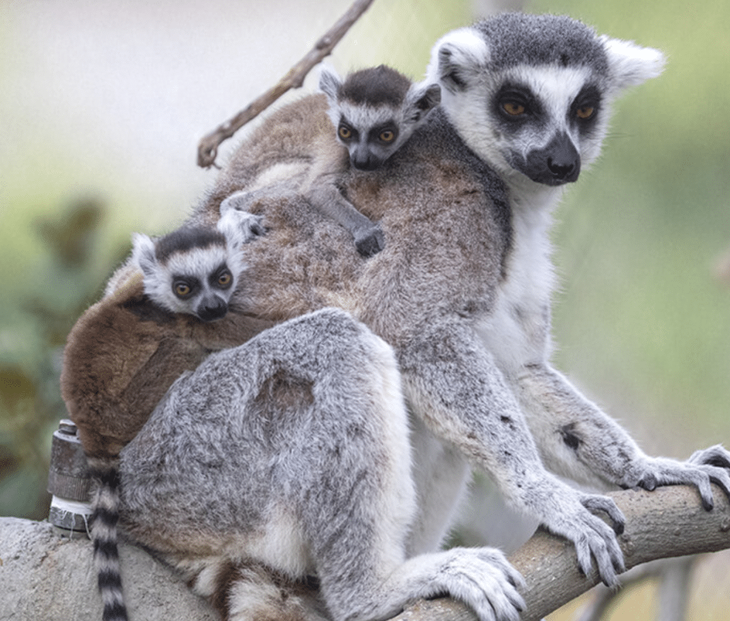 Visiting the San Diego Zoo and The San Diego Wild Animal Park