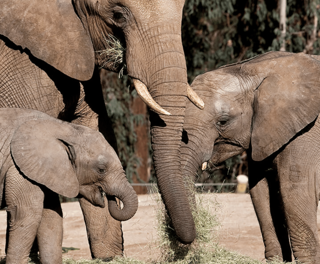 Visiting the San Diego Zoo and The San Diego Wild Animal Park