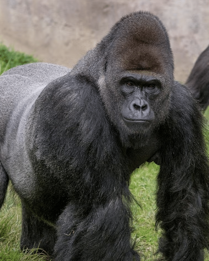 Visiting the San Diego Zoo and The San Diego Wild Animal Park