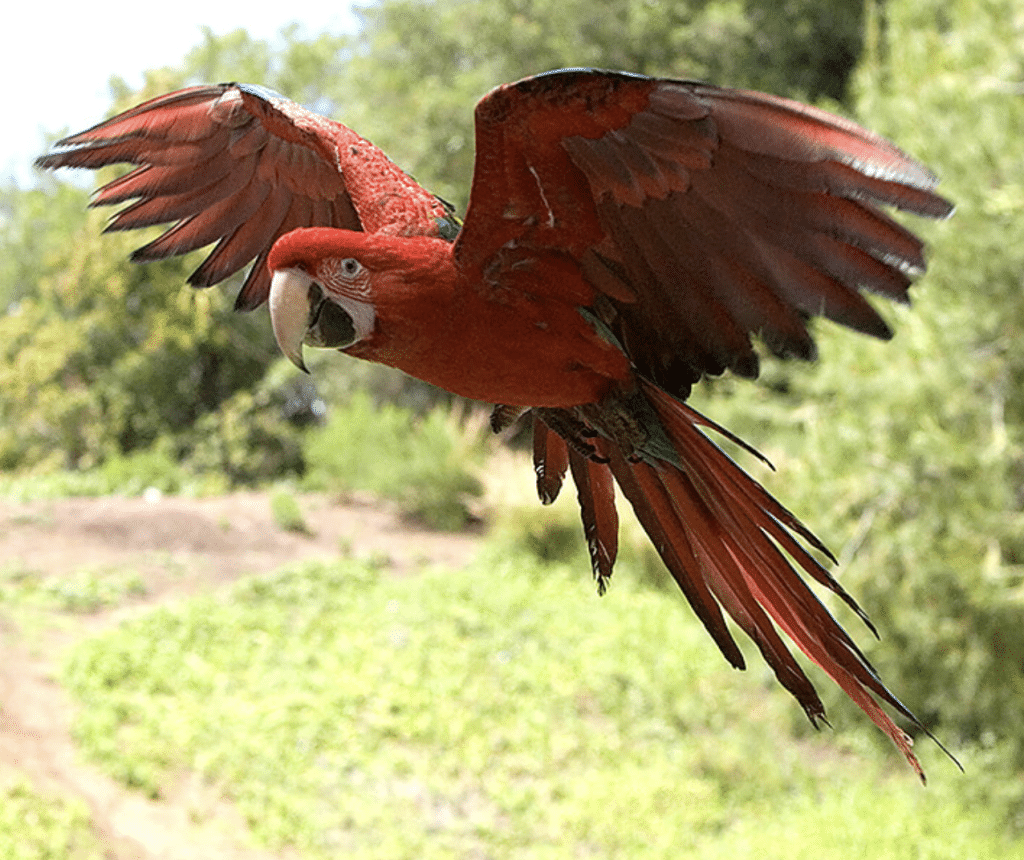 Visiting the San Diego Zoo and The San Diego Wild Animal Park