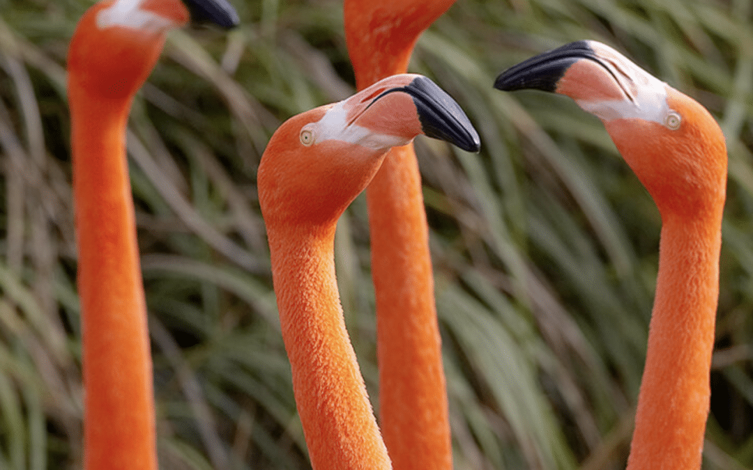 San Diego Zoo vs. Safari Park: Which One Is Best for Your Family?