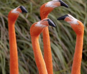 San Diego Zoo and Wild Safari Park