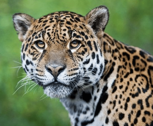 Visiting the San Diego Zoo and The San Diego Wild Animal Park