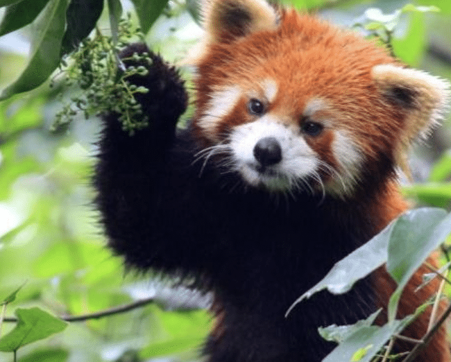 Visiting the San Diego Zoo and The San Diego Wild Animal Park