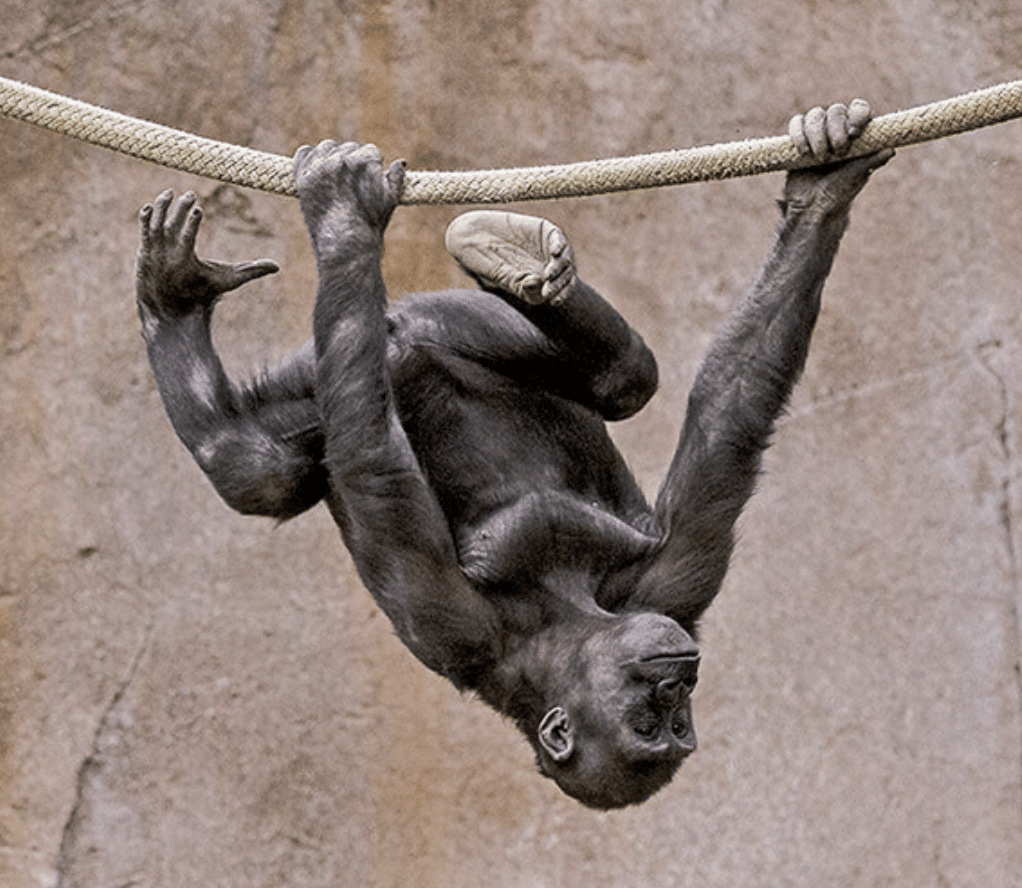 monkey hanging upside down on branch