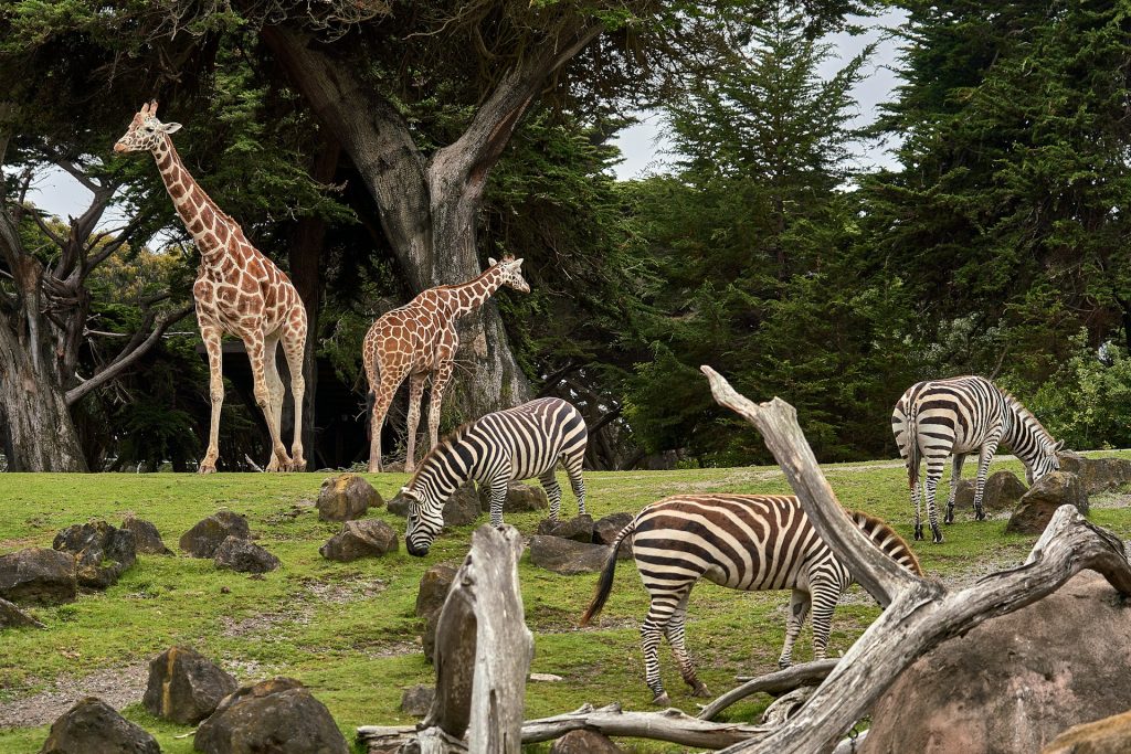 giraffes and zebras among trees