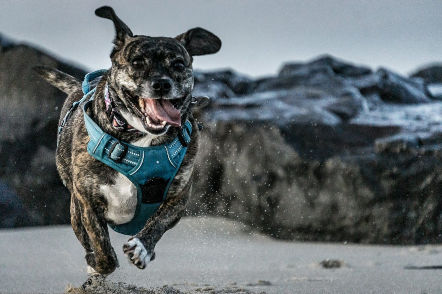 Dog running through sand with big floppy tongue. Orange County beaches.
