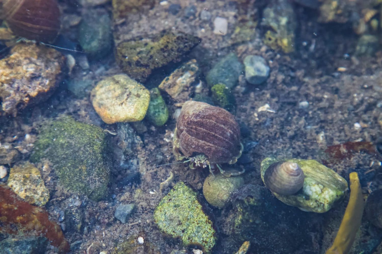 Hermit crab in tidal pool. Best beaches in Orange County, CA.