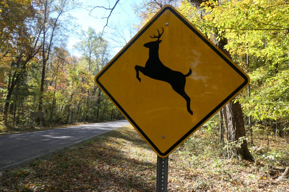 deer crossing sign on the way into Abe Lincoln park