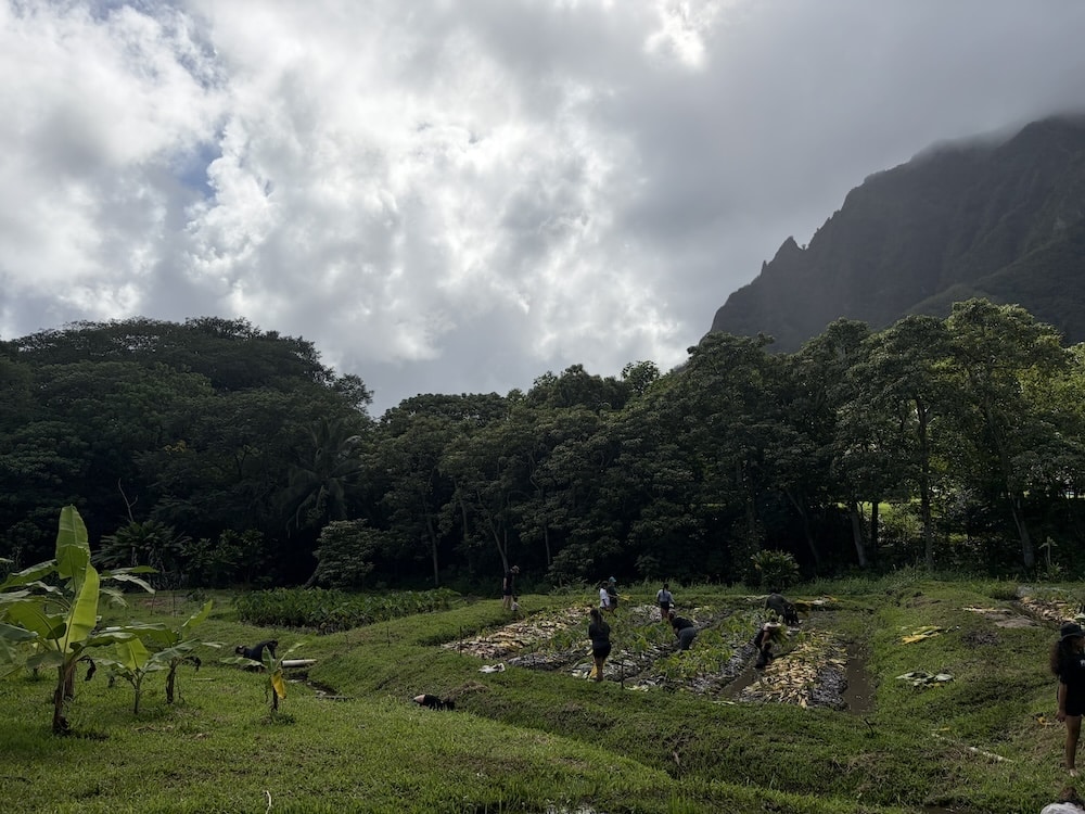 MOUNTAINS AND TARO PATCH - Volunteering in Hawaii