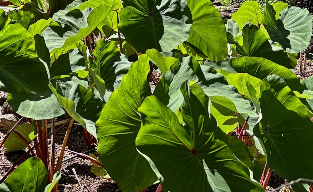 Taro Patch - Volunteering at a taro patch