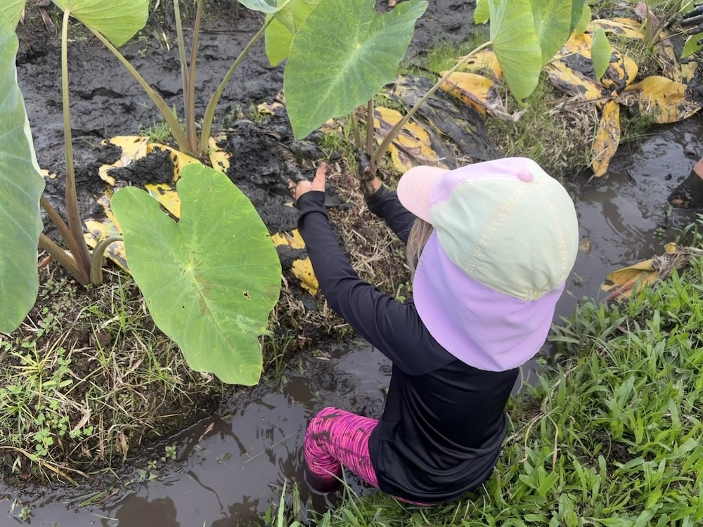 Child in a taro patch - Volunteering in Hawaii