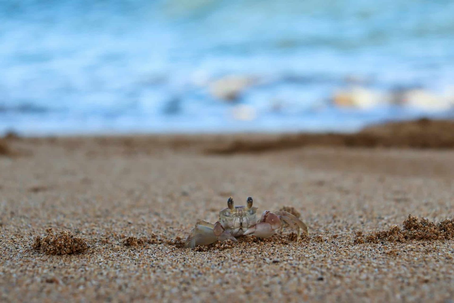 Sand crab on Ponte Vedra Beach. Free things to do in St. Augustine with kids.