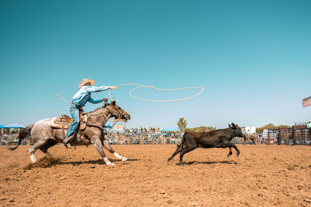 A mounted cowboy roping a calf. Things to do in Bryce Canyon National Park.