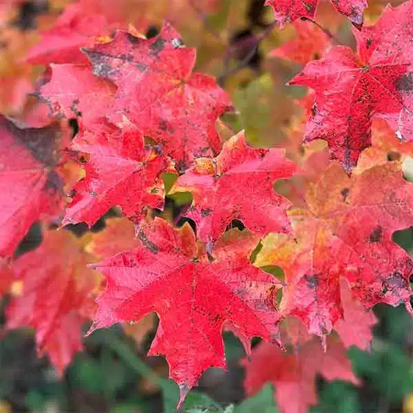 Roadside red maple leaves in Grand Marais. Grand Marais with kids. 