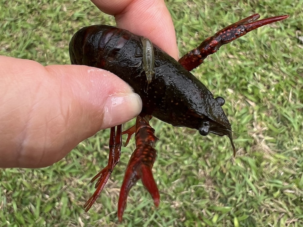 Top 5 Kid-Friendly Hikes on Oʻahu