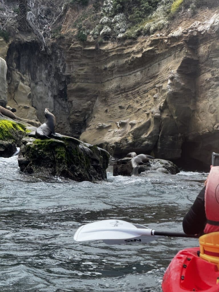 La Jolla Shores has some beautiful sea lions and the kayaking is next level. 