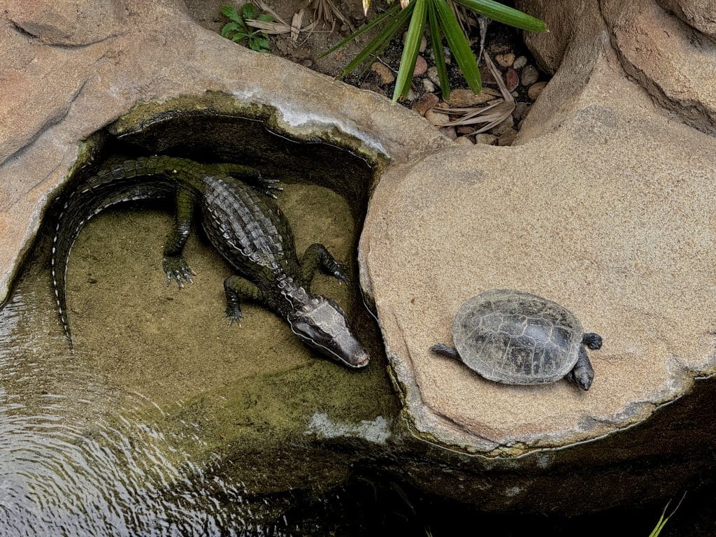 The reptile area is always fun to watch. Who knew alligators and tortoises could cohabitate!