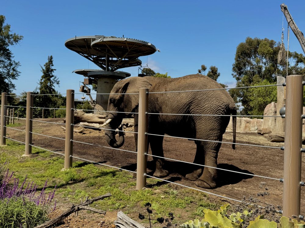 Elephants at the zoo love to say hi!