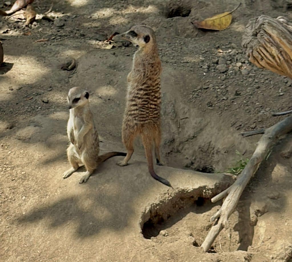 Those meerkats are always up to some cute hijinks!