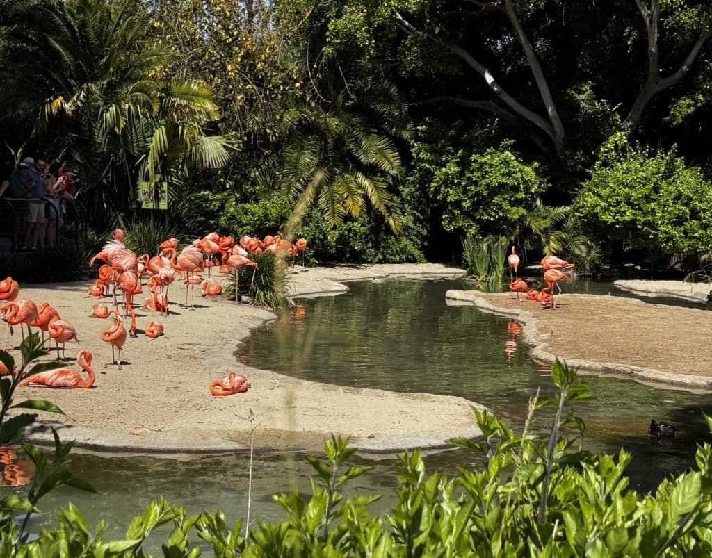 Sweet flamingos love to sit and stare at the water. 