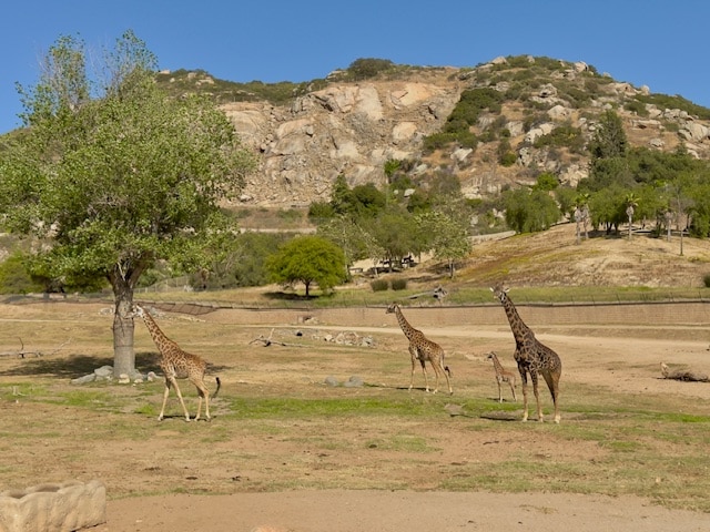 The giraffes at the San Diego Wild Safari Park are breathtakingly beautiful!