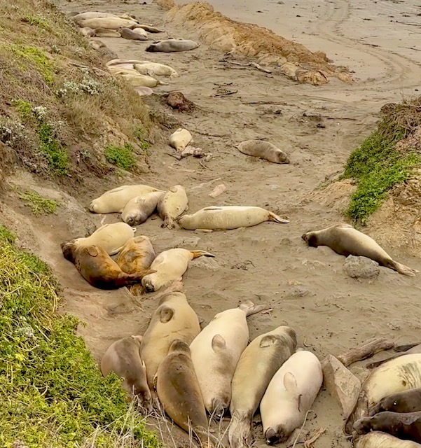 The elephant seals at San Simeon lounge and rest waiting for the paparazzi to finish taking photos. 
